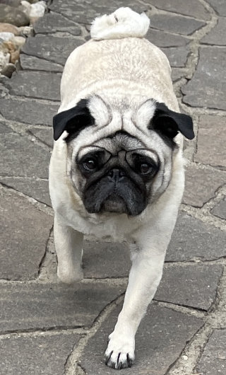 Wally